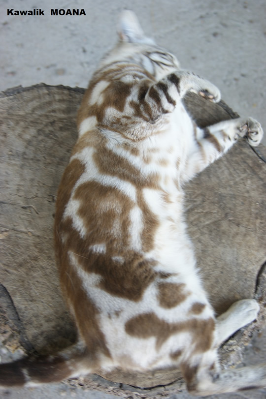 chatte bengal snow